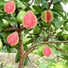 Ruby Guava Tree Live Plant, Grafted Tropical Fruit, 4 Feet Tall - Image 1