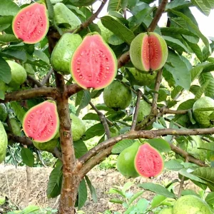 Ruby Guava Tree Live Plant, Grafted Tropical Fruit, 4 Feet Tall - Image 1