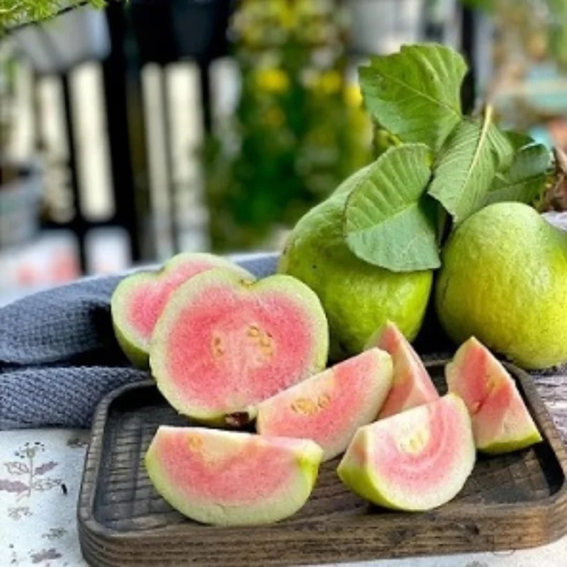 Ruby Guava Tree Live Plant, Grafted Tropical Fruit, 4 Feet Tall - Image 5