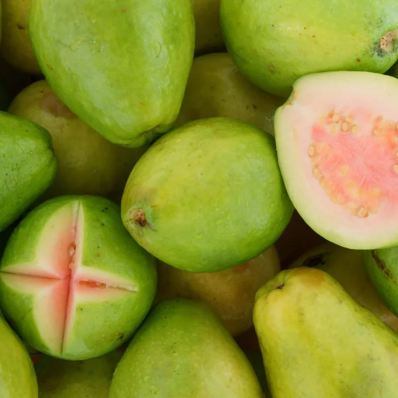 Ruby Guava Tree Live Plant, Grafted Tropical Fruit, 4 Feet Tall - Image 6