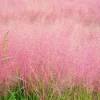 Ruby Muhly Grass Live Plant - Muhlenbergia Capillaris - 5-8 Inch Tall - Image 1
