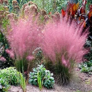 Ruby Muhly Grass Live Plant - Muhlenbergia Capillaris - 5-8 Inch Tall - Image 2