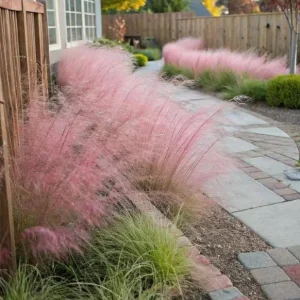 Ruby Muhly Grass Live Plant - Muhlenbergia Capillaris - 5-8 Inch Tall - Image 5