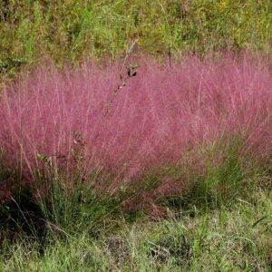 Ruby Muhly Grass Live Plant - Muhlenbergia Capillaris - 5-8 Inch Tall - Image 7