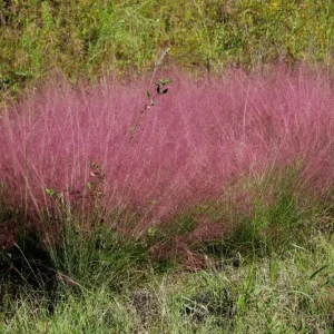 Ruby Muhly Grass Live Plant Set of 2, Muhlenbergia Capillaris, Ornamental Grasses, 5-9 Inch Tall, Outdoor Perennial - Image 1