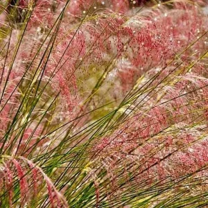 Ruby Muhly Grass Live Plant Set of 2, Muhlenbergia Capillaris, Ornamental Grasses, 5-9 Inch Tall, Outdoor Perennial - Image 4