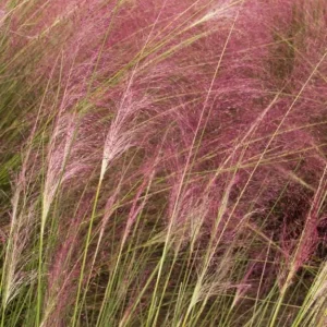 Ruby Muhly Grass Live Plant Set of 2, Muhlenbergia Capillaris, Ornamental Grasses, 5-9 Inch Tall, Outdoor Perennial - Image 5