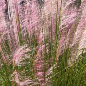 Ruby Muhly Grass Live Plant Set of 2, Muhlenbergia Capillaris, Ornamental Grasses, 5-9 Inch Tall, Outdoor Perennial - Image 7