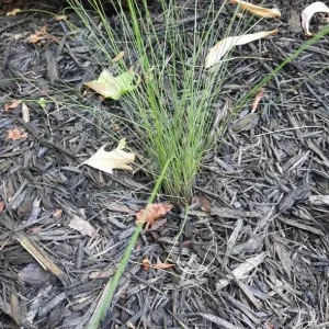 Ruby Muhly Grass Live Plant Set of 2, Muhlenbergia Capillaris, Ornamental Grasses, 5-9 Inch Tall, Outdoor Perennial - Image 8