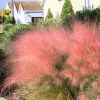 Ruby Muhly Grass Live Plants – Ornamental Perennial Grass, 2 Count, 5-9 Inch Height - Image 1