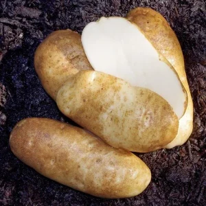 Russet Potato Seeds for Planting - 140 Seeds Heirloom Vegetable - Image 3