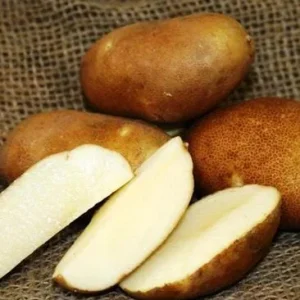 Russet Potato Seeds for Planting - 140 Seeds Heirloom Vegetable - Image 4