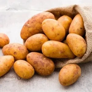 Russet Potato Seeds for Planting - 140 Seeds Heirloom Vegetable - Image 5