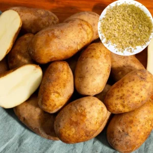 Russet Potato Seeds for Planting - 140 Seeds Heirloom Vegetable - Image 1