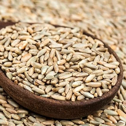 Rye Cover Crop Seeds - 3 Lb Bag, Fast-Growing Grass Seed for Lawns & Gardens, Outdoor - Image 3