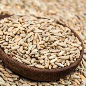 Rye Cover Crop Seeds - 3 Lb Bag, Fast-Growing Grass Seed for Lawns & Gardens, Outdoor - Image 5