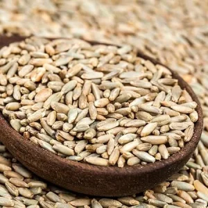 Rye Cover Crop Seeds - 3 Lb Bag, Fast-Growing Grass Seed for Lawns & Gardens, Outdoor - Image 6