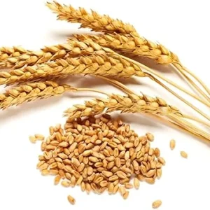 Rye Grass Seeds 2 lb Bag – Quick Growing Cover Crop & Lawn Seed - Image 2