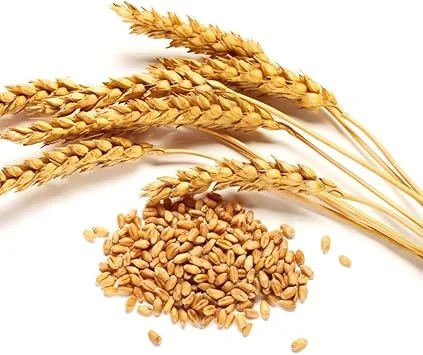 Rye Grass Seeds 2 lb Bag – Quick Growing Cover Crop & Lawn Seed - Image 3