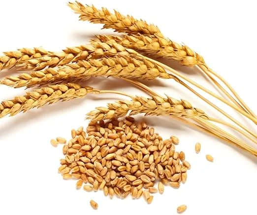 Rye Grass Seeds 2 lb Bag – Quick Growing Cover Crop & Lawn Seed - Image 7