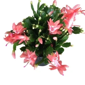 Salmon Holiday Cactus Live Plant – Schlumbergera Flower Starter Plant 4-6 Inches Tall - Image 2