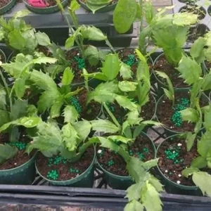 Salmon Holiday Cactus Live Plant – Schlumbergera Flower Starter Plant 4-6 Inches Tall - Image 4