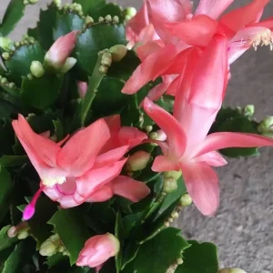 Salmon Holiday Cactus Live Plant – Schlumbergera Flower Starter Plant 4-6 Inches Tall - Image 6