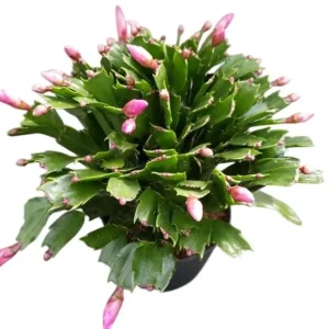 Salmon Holiday Cactus Live Plant – Schlumbergera Flower Starter Plant 4-6 Inches Tall - Image 8