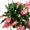 Salmon Holiday Cactus Live Plant – Schlumbergera Flower Starter Plant 4-6 Inches Tall - Image 1