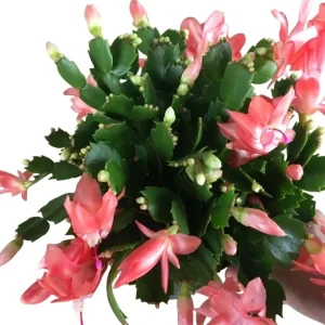 Salmon Holiday Cactus Live Plant – Schlumbergera Flower Starter Plant 4-6 Inches Tall - Image 1