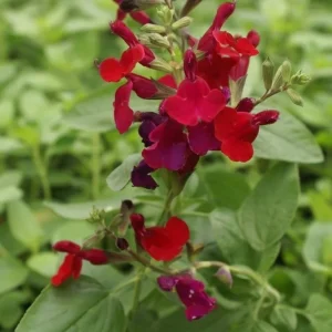 Salvia Live Plants, Set of 3, 4-6 Inches, Red & White Flowering Shrubs, Outdoor - Image 1