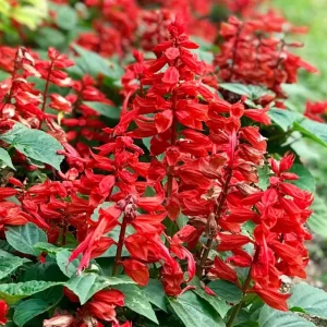Salvia Live Plants, Set of 3, 4-6 Inches, Red & White Flowering Shrubs, Outdoor - Image 4