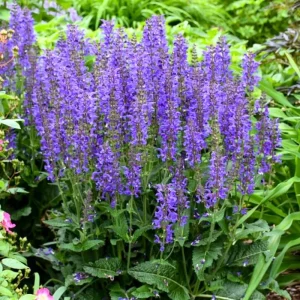 Salvia Live Plants - Set of 3 Mixed Perennial Flowers, 4-7