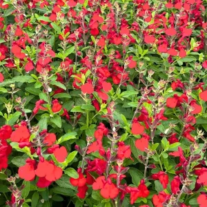 Salvia Live Plants, Set of 3, Red & White Perennial Flowers, 4-7