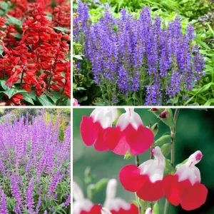 Salvia Live Plants, Set of 3, Red & White Perennial Flowers, 4-7