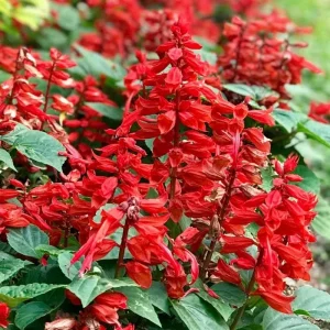 Salvia Live Plants, Set of 3, Red & White Perennial Flowers, 4-7