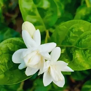 Sambac Arabian Jasmine Live Plant - Set of 3, 5-7 Inches, Indoor/Outdoor - Image 2