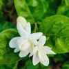 Sambac Arabian Jasmine Live Plant - Set of 3, 5-7 Inches, Indoor/Outdoor - Image 1