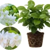 Sambac Jasmine Live Plants - 2 Pack, Fragrant White Arabian Jasmine, 5-7'' Tall, Indoor/Outdoor - Image 1