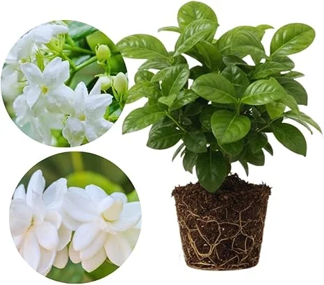 Sambac Jasmine Live Plants - 2 Pack, Fragrant White Arabian Jasmine, 5-7'' Tall, Indoor/Outdoor - Image 5