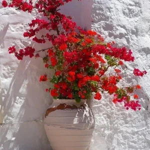 San Diego Red Bougainvillea Live Plant - Vibrant Red Climbing Vine, Rooted Cutting - Image 3