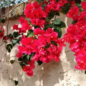 San Diego Red Bougainvillea Live Plant - Vibrant Red Climbing Vine, Rooted Cutting - Image 4