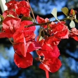 San Diego Red Bougainvillea Live Plant - Vibrant Red Climbing Vine, Rooted Cutting - Image 5