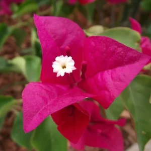 San Diego Red Bougainvillea Live Plant - Vibrant Red Climbing Vine, Rooted Cutting - Image 8