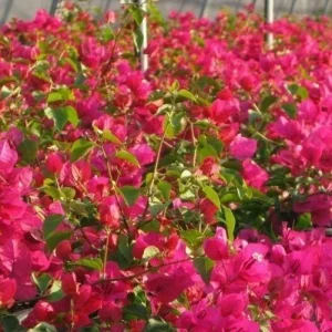 San Diego Red Bougainvillea Live Plant - Vibrant Red Climbing Vine, Rooted Cutting - Image 9