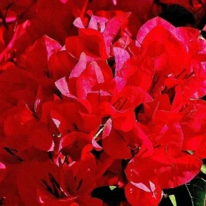 San Diego Red Bougainvillea Live Plant - Vibrant Red Climbing Vine, Rooted Cutting - Image 1