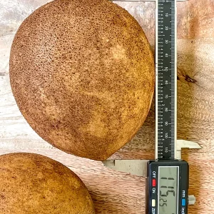 Sapodilla 'Excalibur' Tropical Fruit Tree Live Plant, 6-8