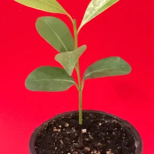 Sapodilla 'Excalibur' Tropical Fruit Tree Live Plant, 6-8