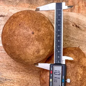 Sapodilla 'Excalibur' Tropical Fruit Tree Live Plant, 6-8