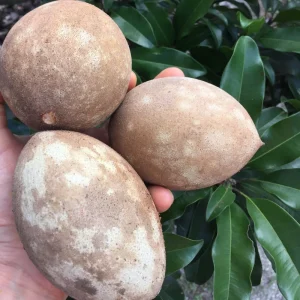 Sapodilla 'Excalibur' Tropical Fruit Tree Live Plant, 6-8